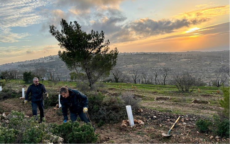 Palestinians planting olive trees at the Tent of Nations farm
