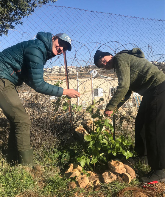 Tree planting at the perimeter of the Tent of Nations farm